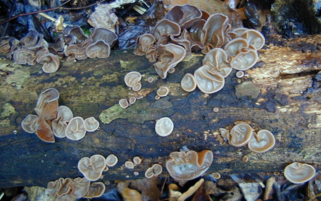 auricularia auricula mushroom