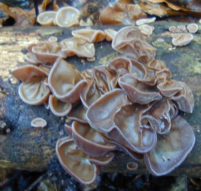 auricularia auricula mushroom