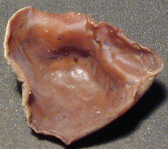 auricularia auricula judae ergosterol